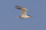 Caspian Tern - Sterna caspia - Reuzenstern