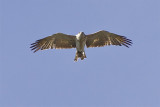 Short-toed Eagle - Circaetus gallicus - Slangenarend