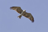 Short-toed Eagle - Circaetus gallicus - Slangenarend