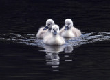 Mute Swan signets - Tilgate Park UK