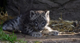 Baby Snow Leopard