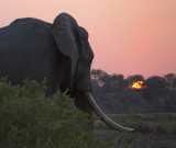 Elephant sunset - South Africa