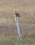 Short eared Owl - Iceland