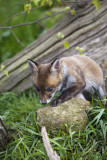 Fox Cub
