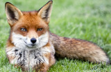 Red Fox