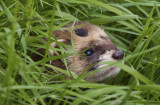 Shy Polecat