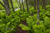 78 - N.W. Wisconsin: Brule River Ferns