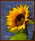 259 - Sunflower Graphic