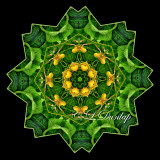 * Yellow Lady Slippers With Leaves -- Northwoods Kaleidoscope