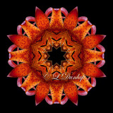 Michigan Lily -- Northwoods Kaleidoscope