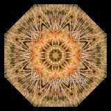 ** Salsify -- Northwoods Kaleidoscopes