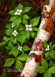 ** 220 - Bunchberry (Canadian Dogwood) with Fungus-Covered Birch log