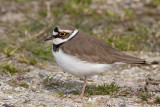 Kleine Plevier / Little Ringed Plover