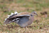 Zomertortel / Turtle Dove