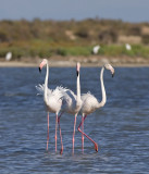 Flamingo / Flamingo