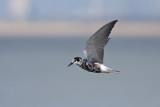Zwarte Stern / Black Tern