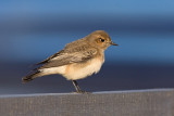 Bonte Tapuit / Pied Wheatear