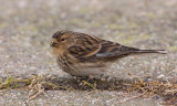 Frater / Twite