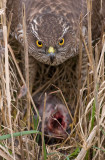 Sperwer / Sparrow Hawk