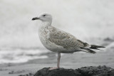 Pontische Meeuw / Caspian Gull