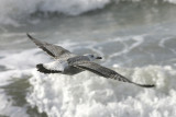 Pontische Meeuw / Caspian Gull
