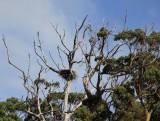 Albatross nest in the trees... over 3 feet deep !