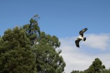 Australian Eagle.