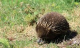  Echidna ..walking along the side of the road in Tasmania.
