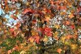 Colours of Autumn