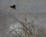 Reflections in the puddles II.. Aotea Square