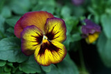 Pansy