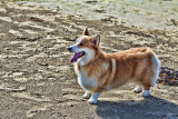 Corgi