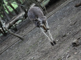 Kangaroo South Australia