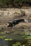 Australian saltwater Crocodile in the WILD...Kakadu National Park, Northern Territory !! the worlds largest living reptile.