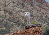 Owl, Alice Springs, Australia