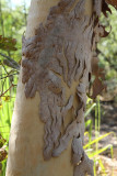 Tree Bark, Kakadue National Park.