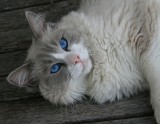 Blue eyed beauty.