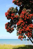 Pohutukawa ( Metrosideros excelsa)Te Haruhi Bay