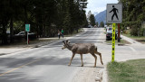 Elk crossing the road in Banff....in just the right place.