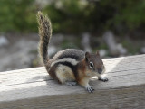 Chipmunk in Banff