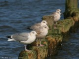 Zilvermeeuw (Larus argentatus)