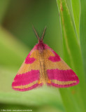 Zuringspanner (Lythria cruentaria)