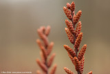 Sweet Gale (Myrica gale)