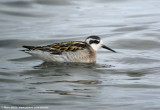 Grauwe Franjepoot (Phalaropus lobatus)