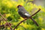 Chestnut-capped Laughingtrush