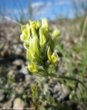 Oxytropis campestris