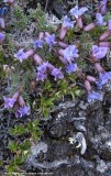 Oxytropis podocarpa