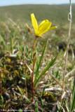 Saxifraga hirculus