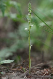 Dennenorchis (Goodyera repens)