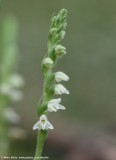 Dennenorchis (Goodyera repens)